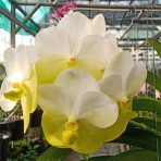 Vanda Hongsilp Flowering Size